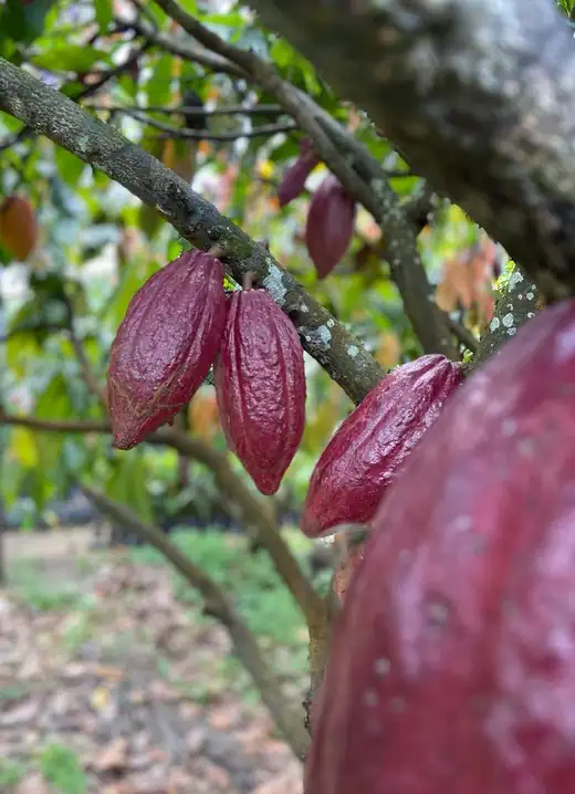 Frutos de cacau no pé, em Linhares
